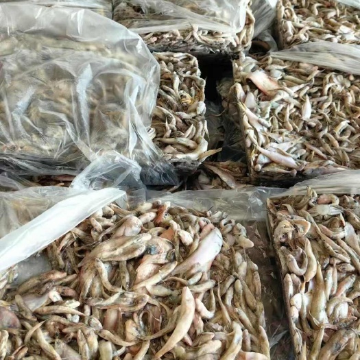 营口沙光鱼！鲜度好！纯度高！