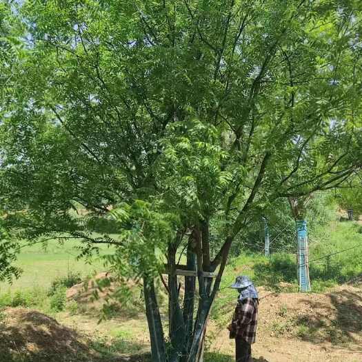丛生黄连木价格，丛生黄连木产地