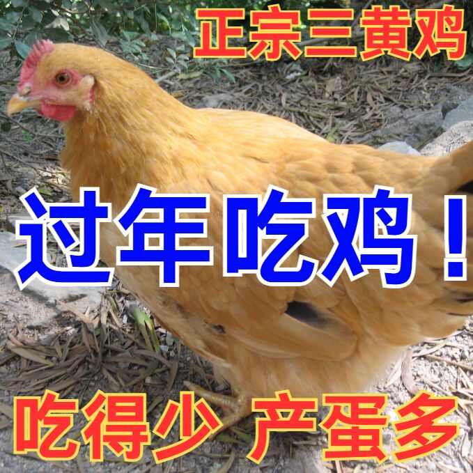 (平台严选店)三黄鸡苗包防疫 包运输 包/存活率货到满意付款