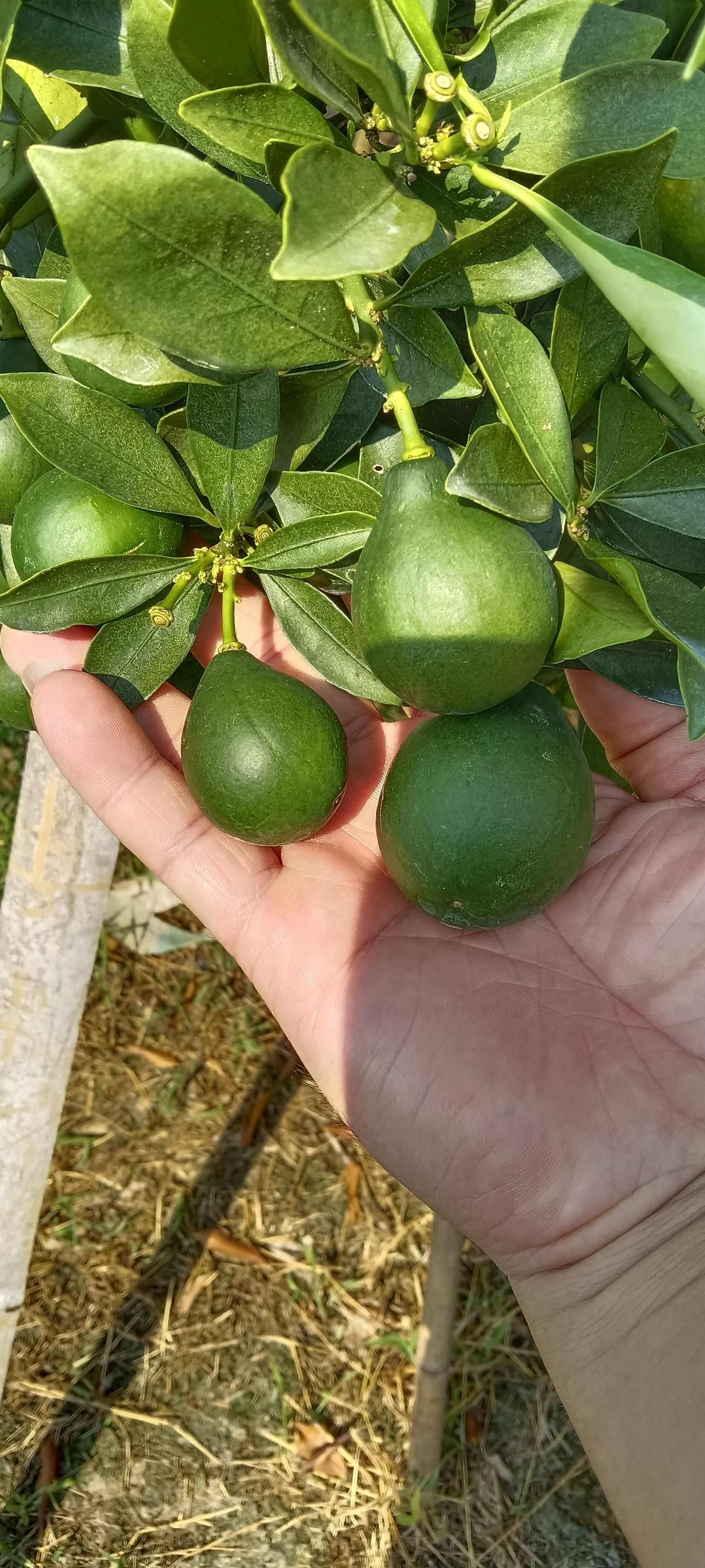 脆蜜金桔又脆又甜，诚信代办