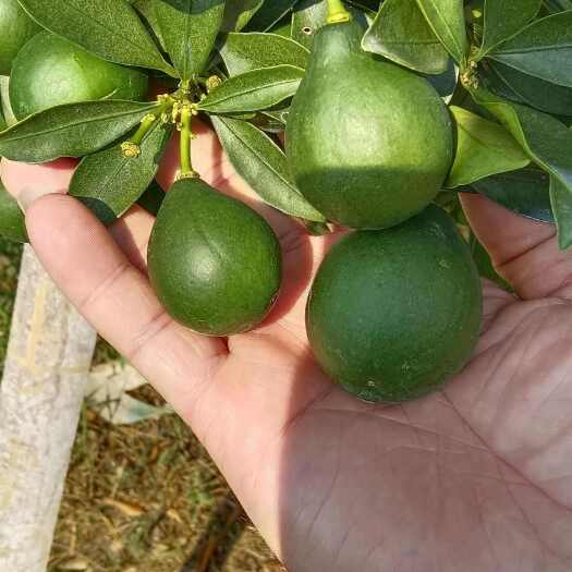 鹿寨县脆蜜金桔又脆又甜，诚信代办