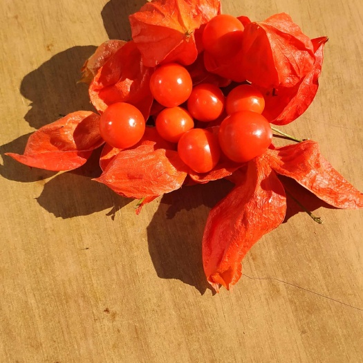 基地现采绿色种植东北红菇娘锦灯笼苦菇娘挂金灯红菇娘种子