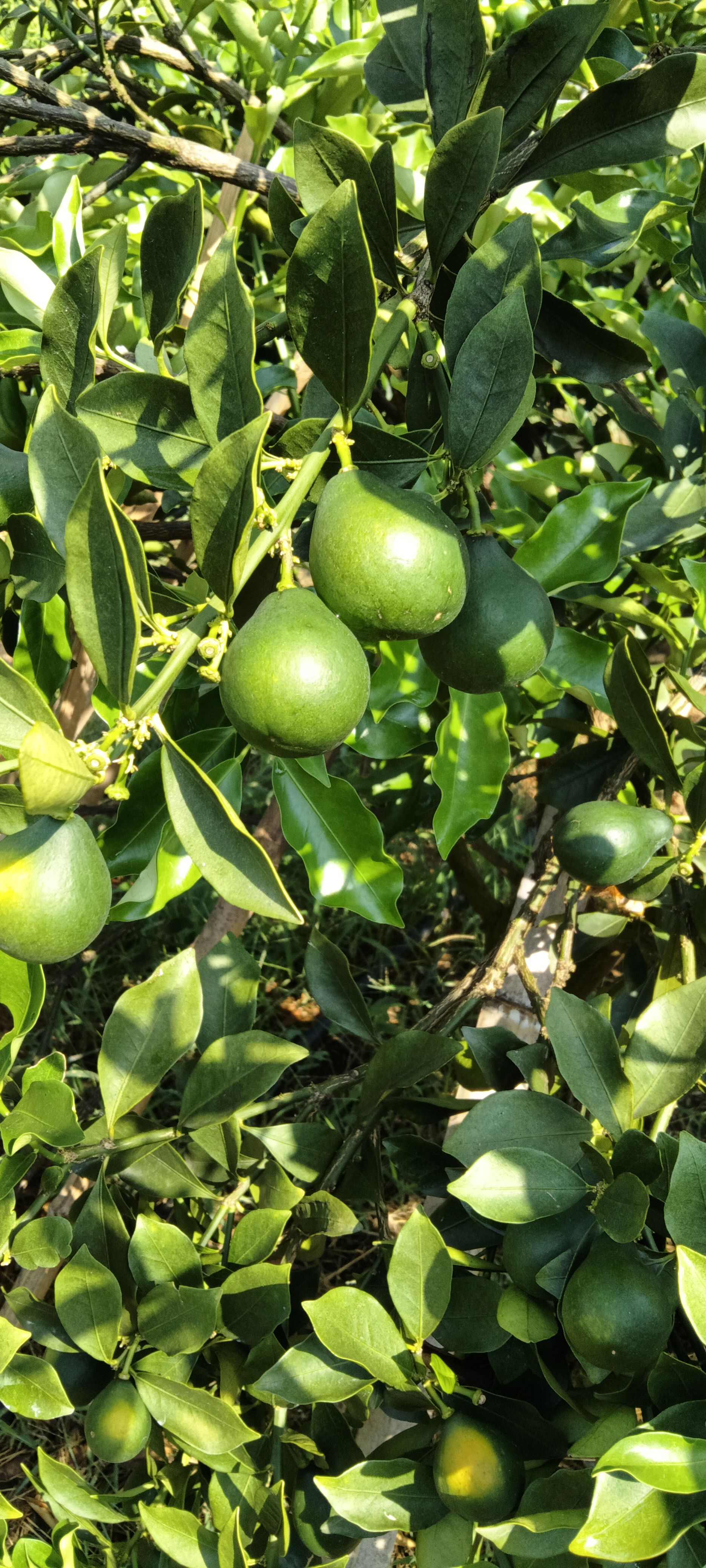 脆蜜金桔又脆又甜，诚信代办