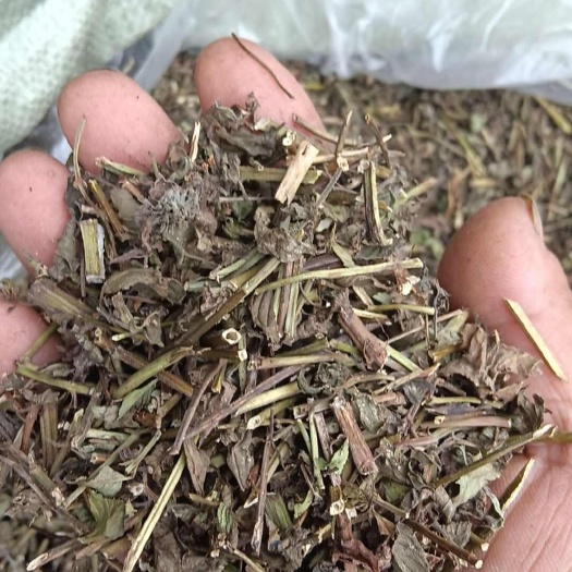 嵩县薄荷统货1.0公分