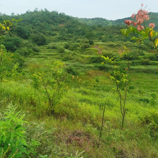 农村土地，旱地，山地，出租流转