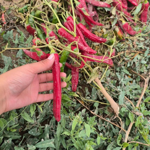 巴彦淖尔各种辣椒 千金红 金塔 红龙 红玉