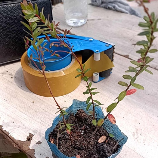 白山蔓越莓苗