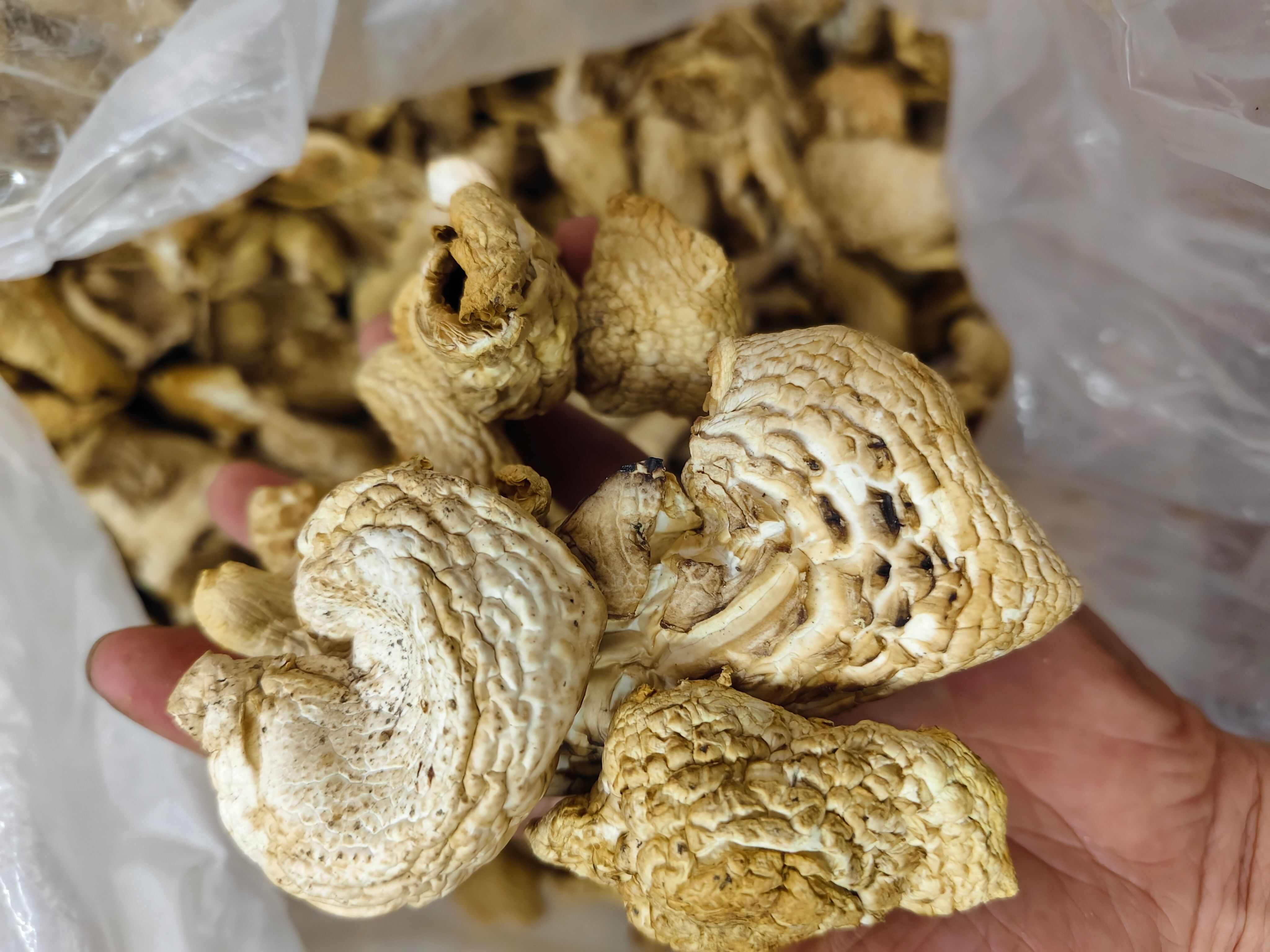 成都石渠白菌大货批发