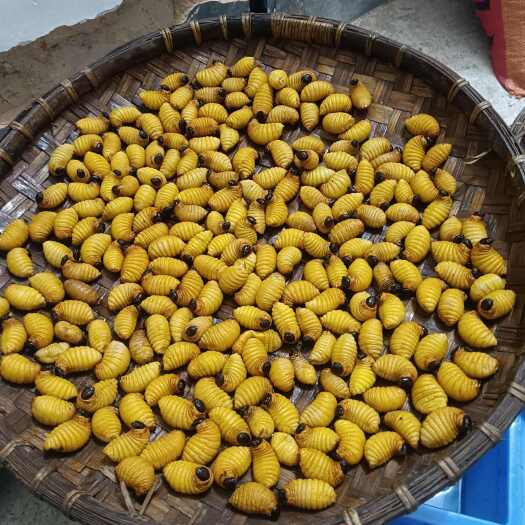 化州市竹虫 活虫 冻虫