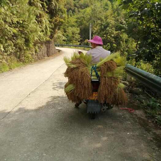 黎平县贵州高山老品种香和糯