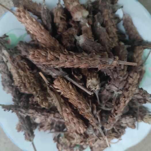 新县夏枯草，大别山夏枯草