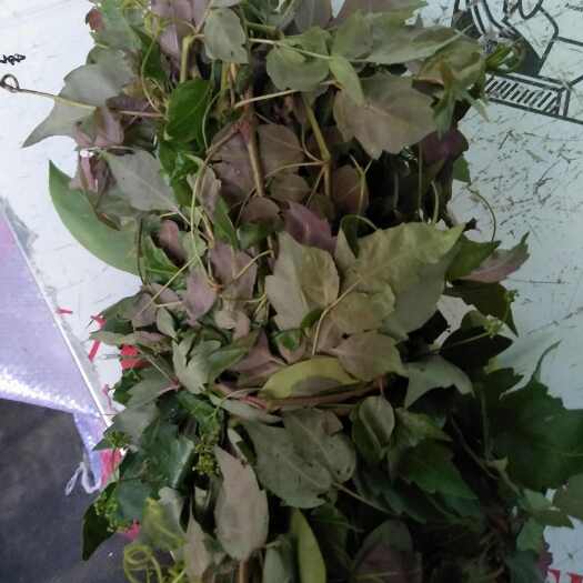 韶关新鲜藤茶(莓茶)