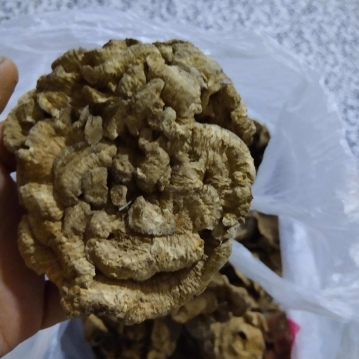 野生干巴菌