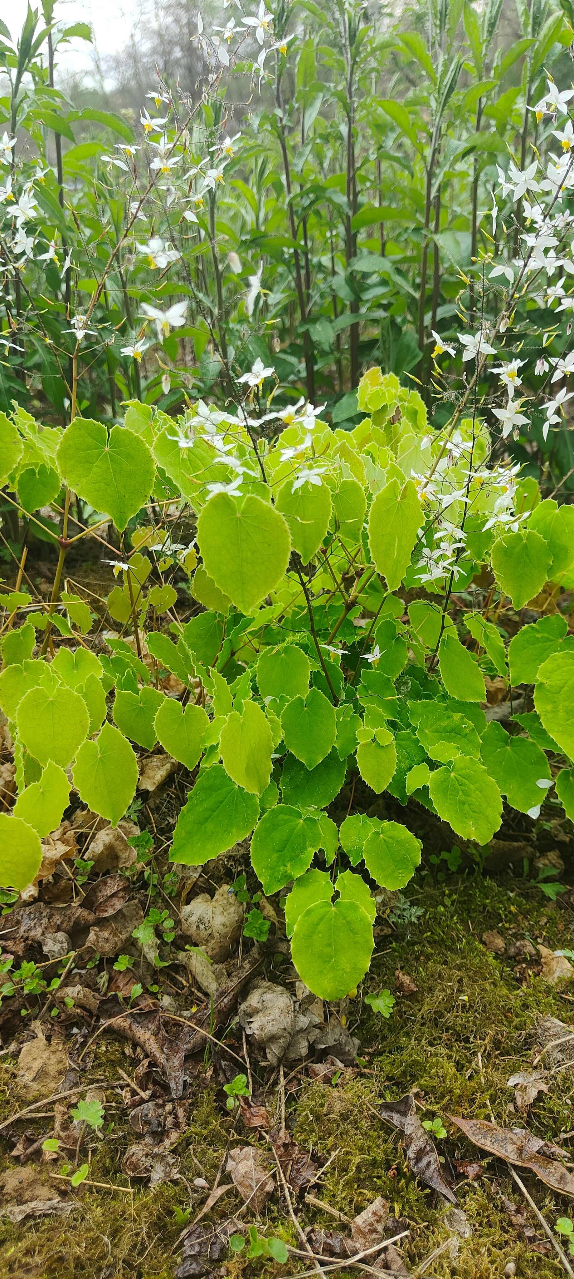 淫羊藿种苗基地直销甘肃省陇南市发货中药材种苗优选健康新鲜