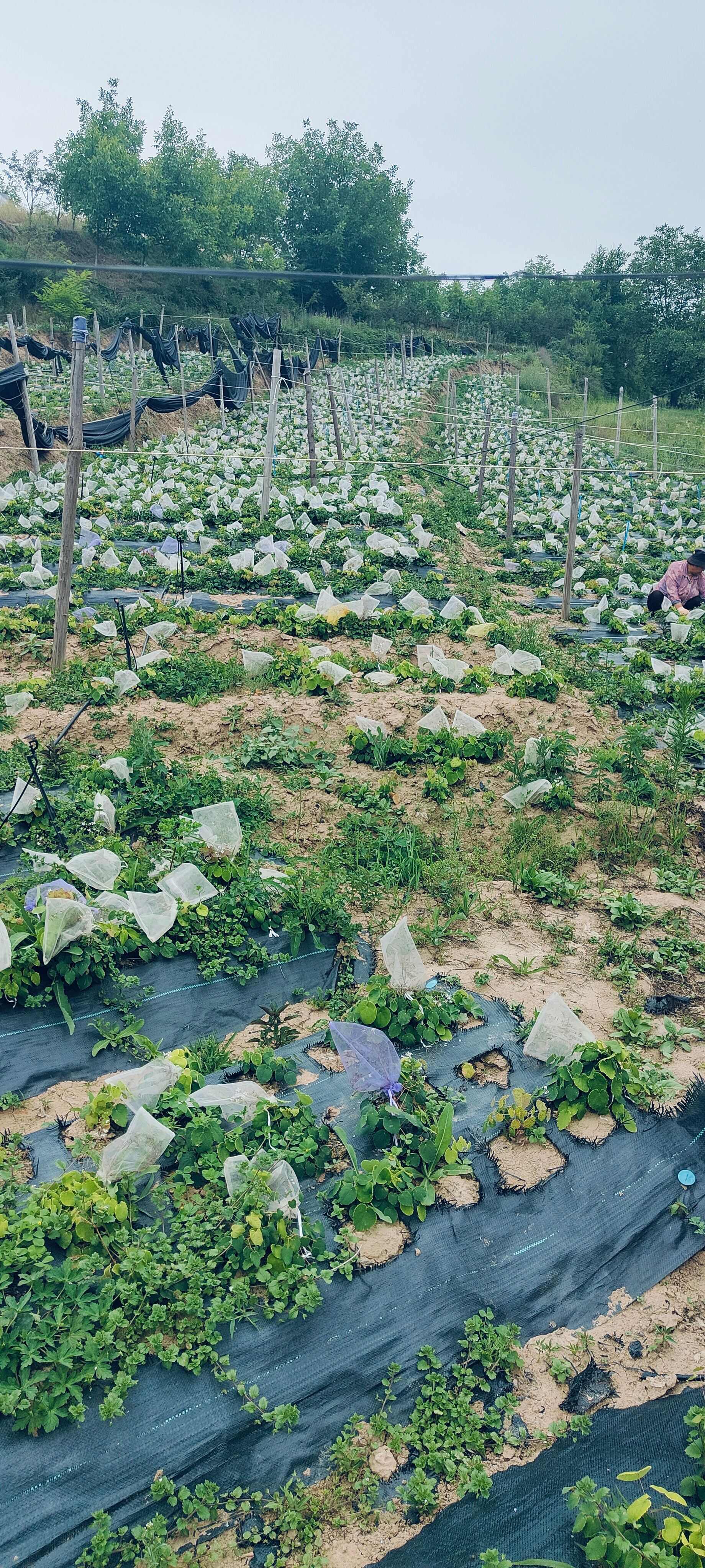 淫羊藿种苗基地直销甘肃省陇南市发货中药材种苗优选健康新鲜