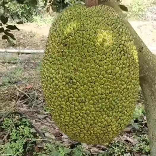宁化县精品菠萝蜜果肉多