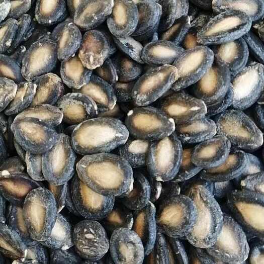 墨玉县生的风干打瓜子
