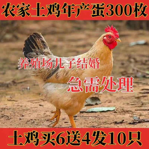 微山县土鸡苗（平台诚信商家）包防疫 包运输 货到满意付款