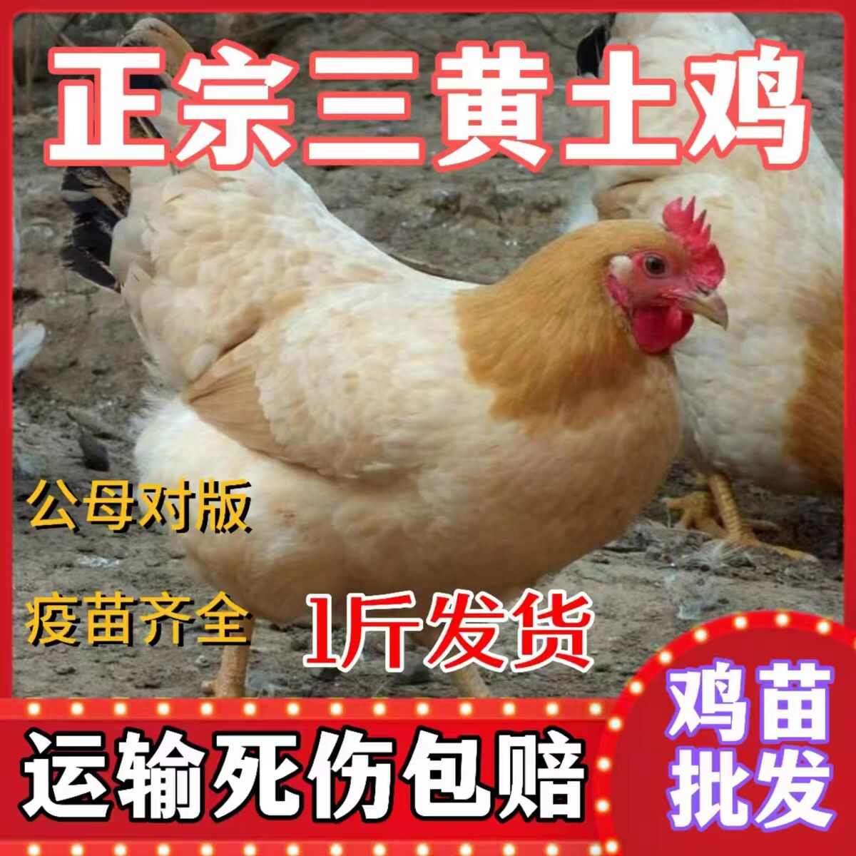 三黄鸡苗（平台诚信商家）包防疫 包运输 货到满意付款