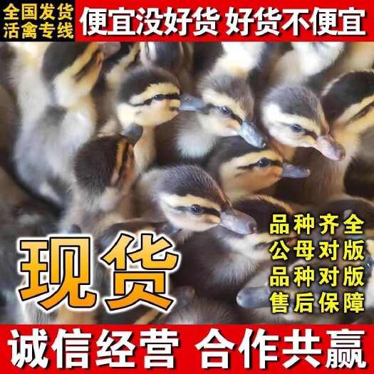 麻鸭苗（平台诚信商家）包防疫 包运输 货到满意付款