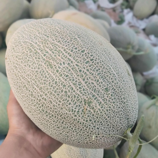 新疆吐鲁番新鲜采摘哈密瓜甜蜜多汁现摘现发