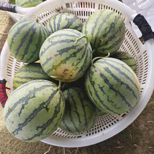 襄樊八月瓜