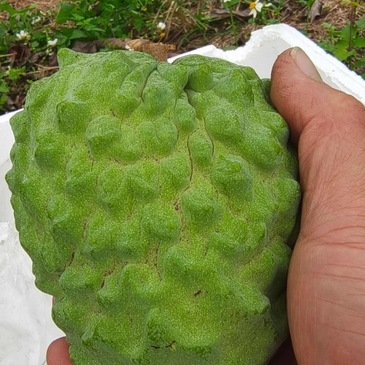 龙州县崇左龙州品牌凤梨释迦