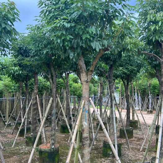 揭阳出售紫花风铃木嫁接苗5-12公分