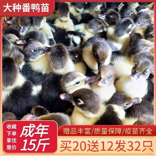 铜陵番鸭苗（平台诚信商家）包防疫 包运输 货到满意付款