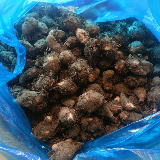如皋特色香堂芋