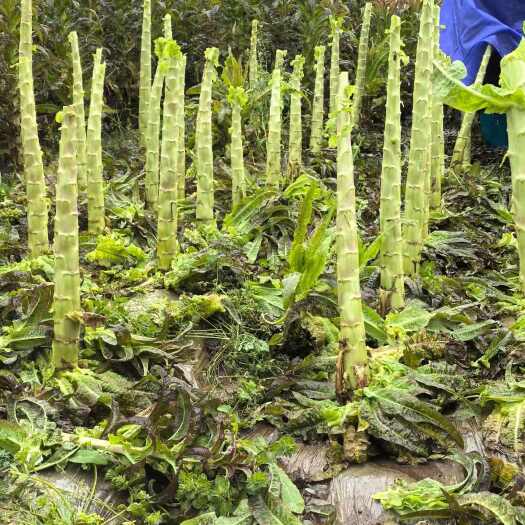 永登县红叶莴笋杆子大量有货