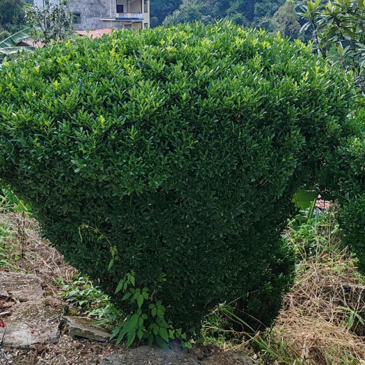 荔浦市黄杨