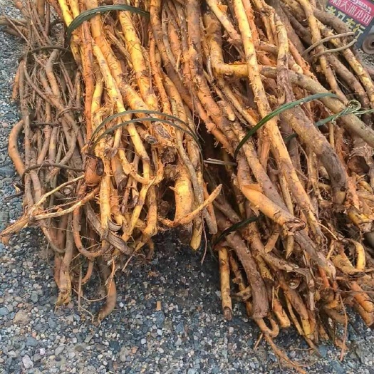 兴业县穿破石 九层皮 黄龙脱皮