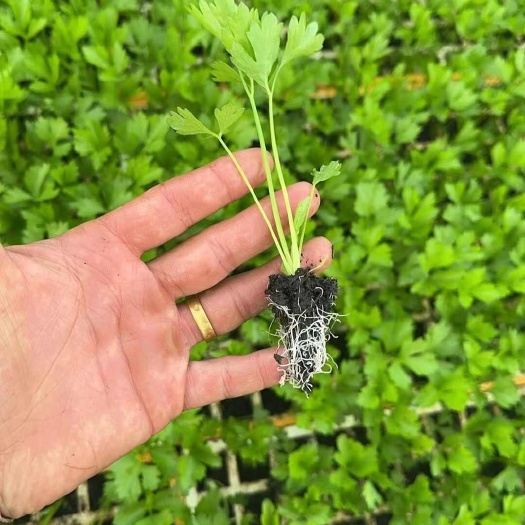 通海县西芹苗，汉芹苗，品种齐全，苗苗清秀，价格美丽