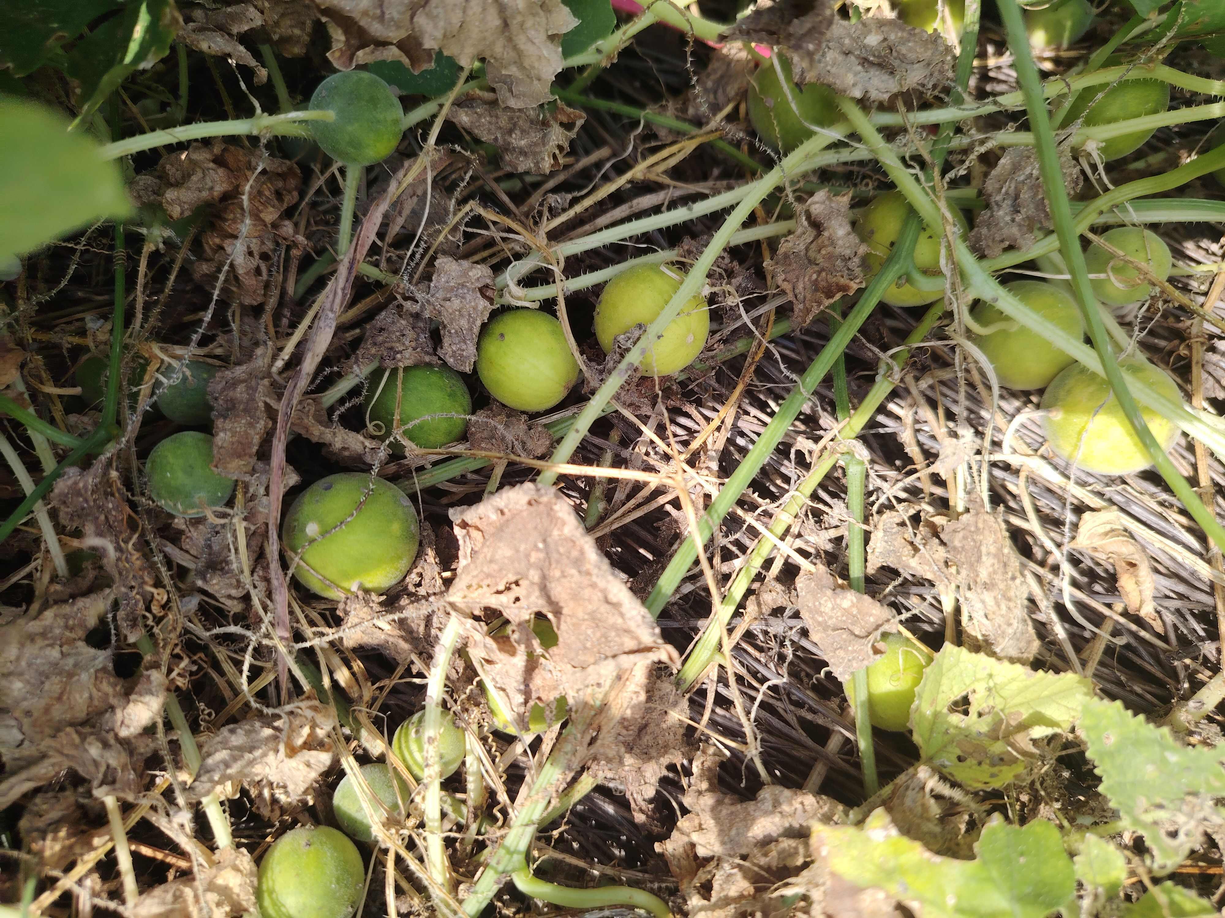 野生 马泡瓜 新鲜当季小野瓜 野香瓜 小灵瓜马宝瓜