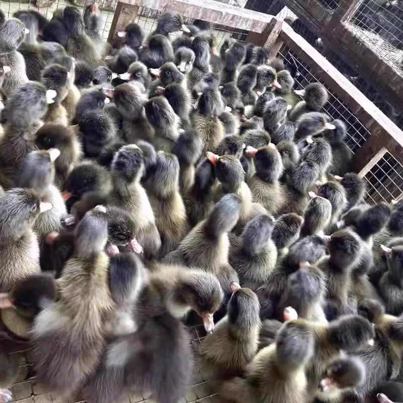金锭鸭苗(推荐优质商家) 诚信信誉至上包质 包量 包售后