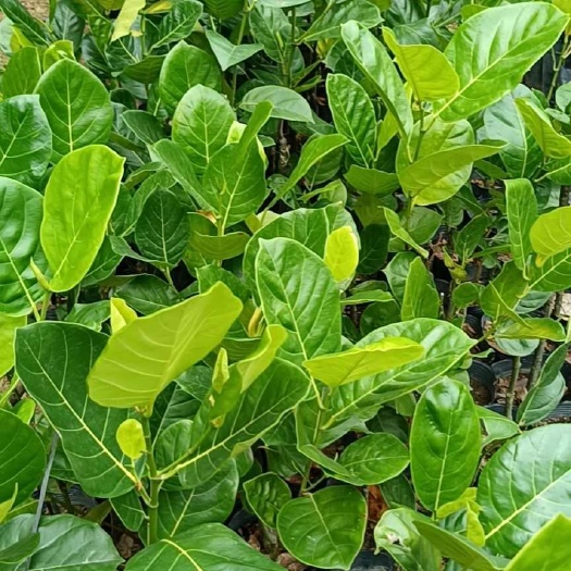 普宁市嫁接菠萝蜜苗