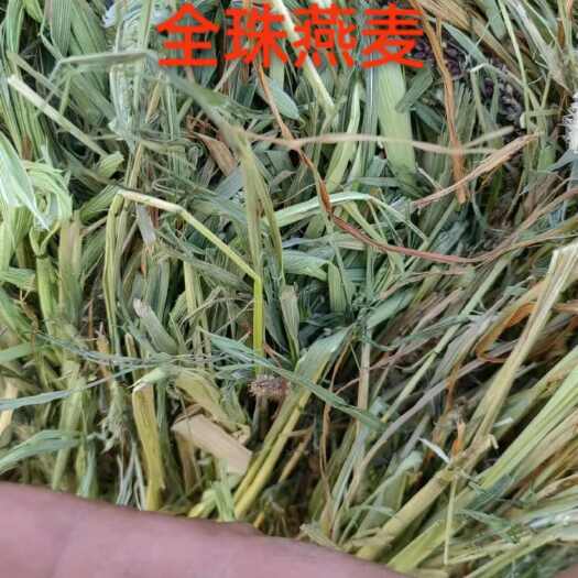 呼伦贝尔燕麦草