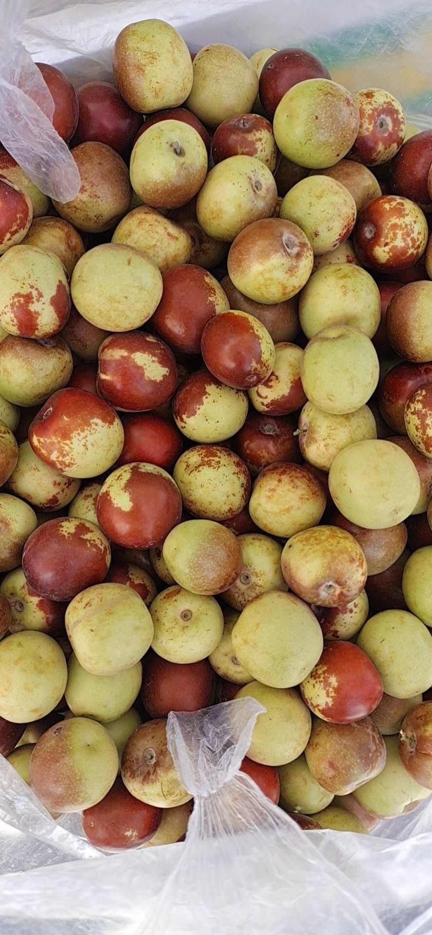 阿克苏冬枣新鲜脆甜直供批发零售均适宜食品经营许可正品保障 阿克苏冬枣新鲜脆甜直供批发零售均适宜食品经营许可正品保障