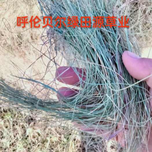 呼伦贝尔一等马场草