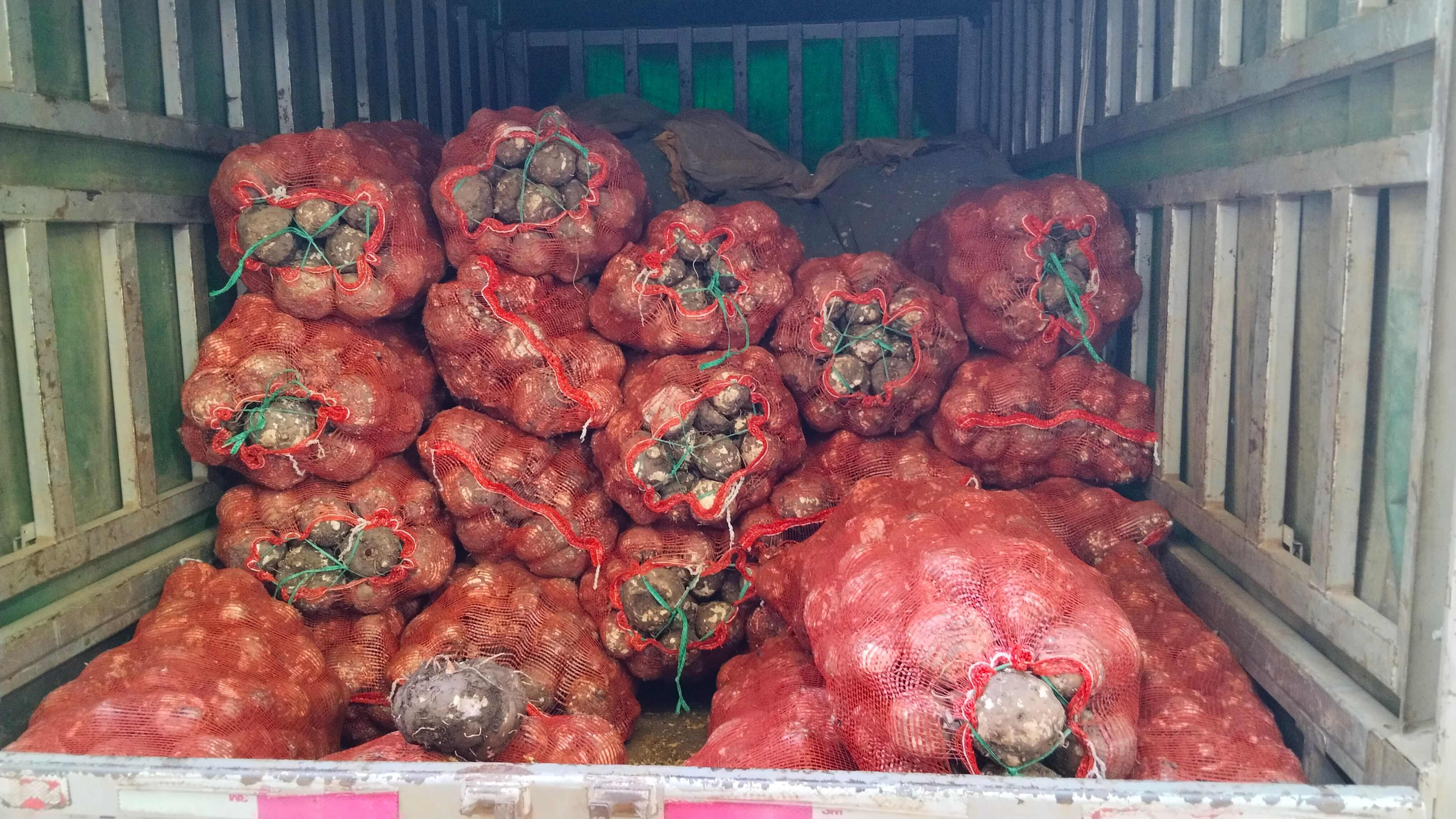 商品花魔芋