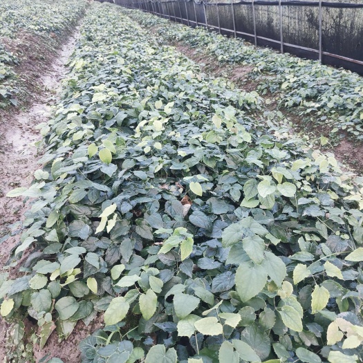 江油市淫羊藿苗 高含量柔毛品种 总黄酮高达3.3基地现挖现卖