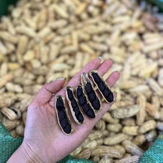 昆明云南孟连产地直销干黑花生新鲜粮食作物