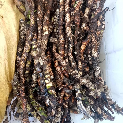 商城县水菖蒲根茎，现挖的水菖蒲根鲜货