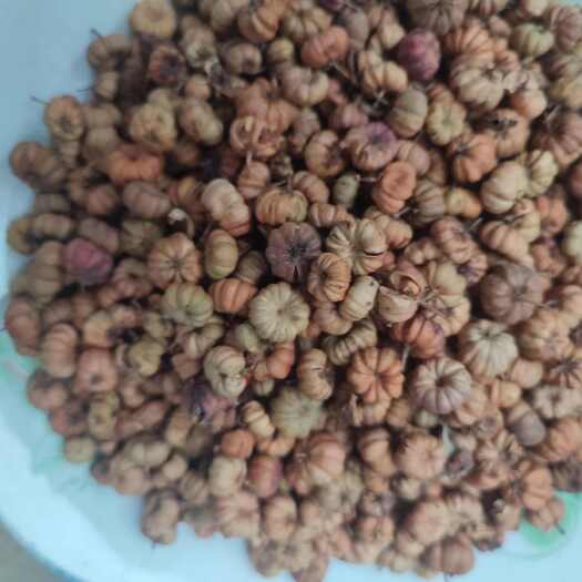 新县算盘子中药材漆大姑七大姑小南瓜