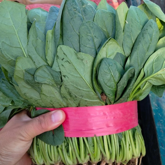邯郸基地菠菜常年供应中，货源充足，价格美丽，支持全国发货！