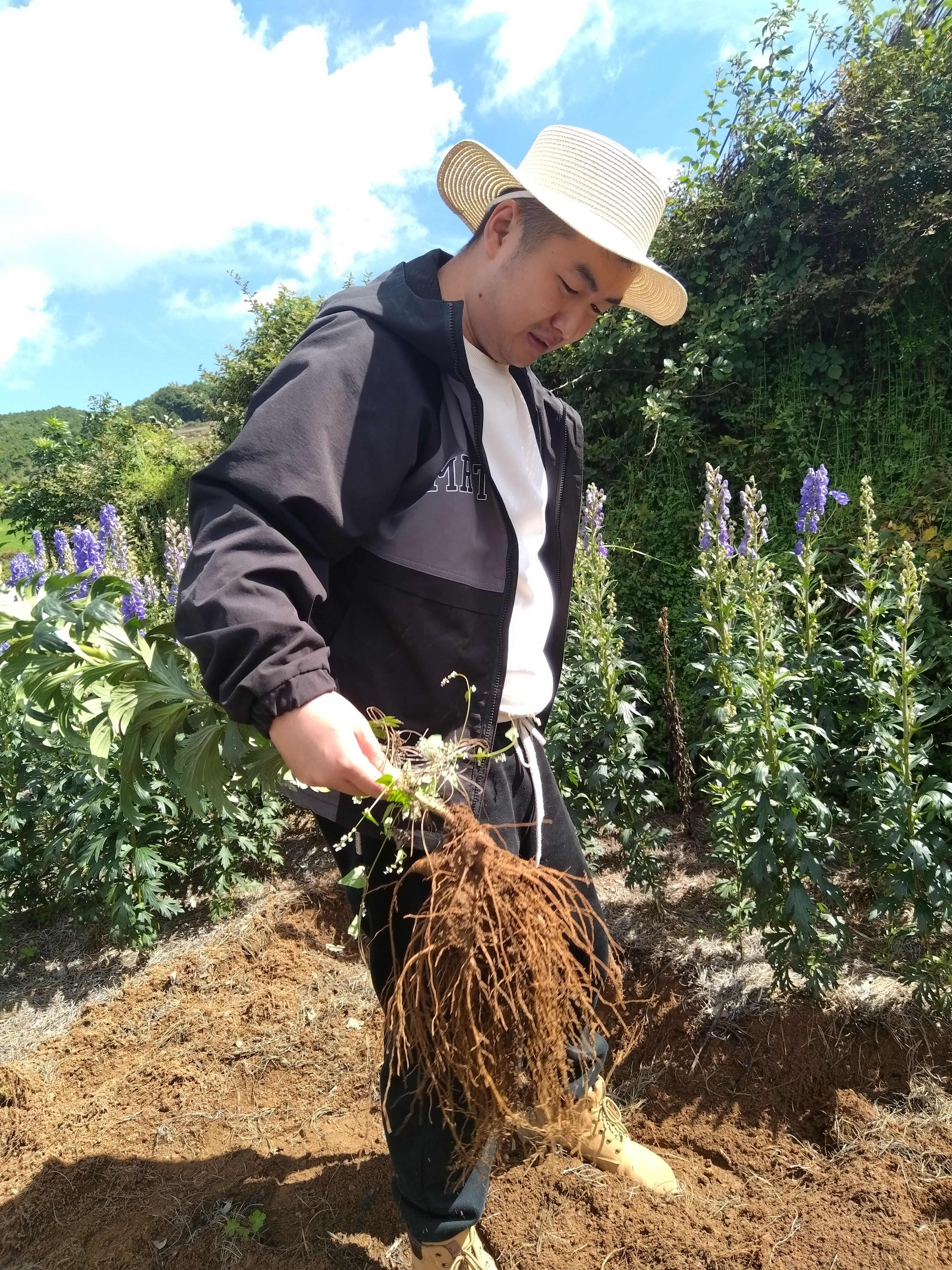 云南鶴慶馬廠新鮮采挖中藥材香附根莖天然草本植物原材料直供批發(fā)