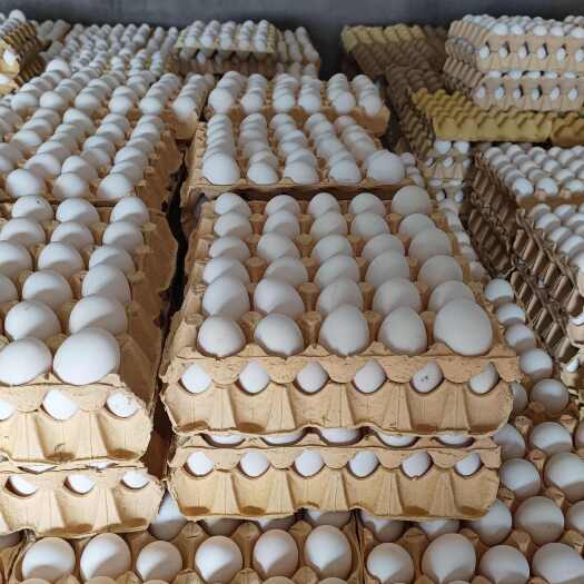 枣阳市湖北襄阳新鲜白壳鸡蛋海南白鸡蛋保证品质良好