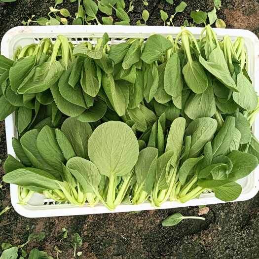 南通上海青，油菜
