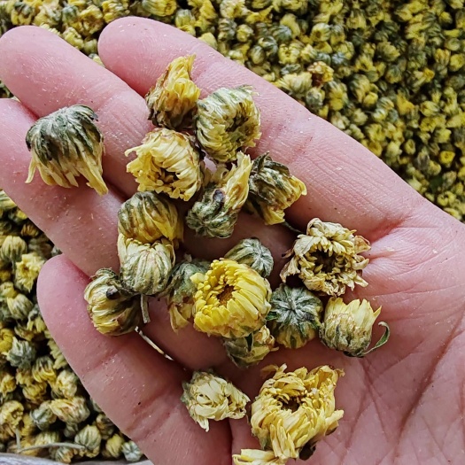 .批发胎菊 胎菊花茶500克包邮干菊花花草茶干花